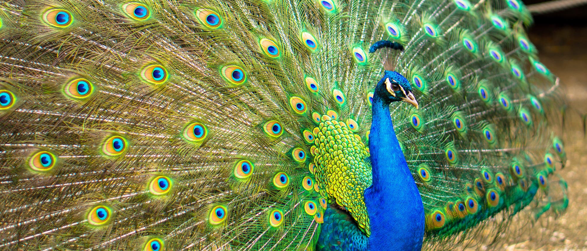 Ein Pfau mit ausgebreitetem, farbenfrohem Federkleid. Die Federn zeigen ein Muster aus leuchtenden Augenflecken in Blau, Grün und Gelb. Der Körper des Pfaus ist intensiv blau, während er auf einem natürlichen Untergrund steht. Ein Pfau mit ausgebreitetem, farbenfrohem Federkleid. Die Federn zeigen ein Muster aus leuchtenden Augenflecken in Blau, Grün und Gelb. Der Körper des Pfaus ist intensiv blau, während er auf einem natürlichen Untergrund steht.