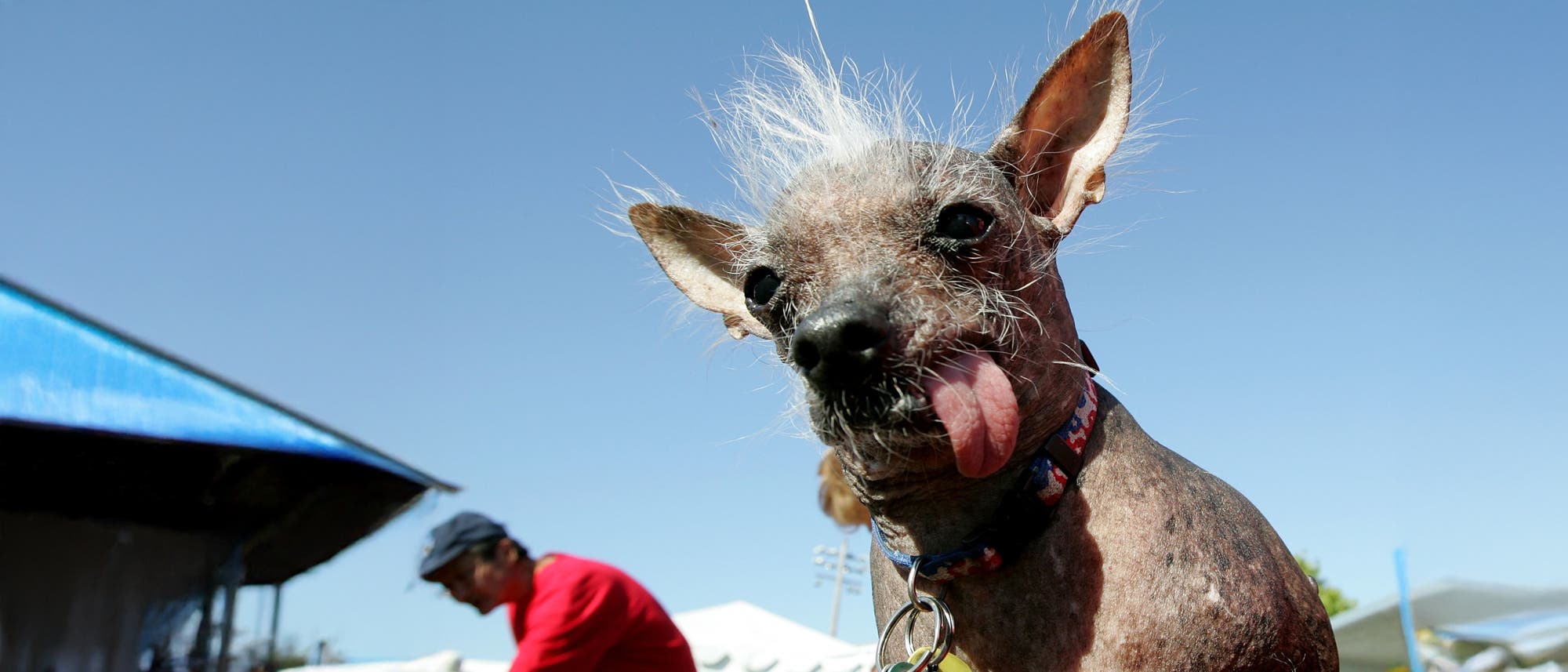 Ein Hund mit einem einzigartigen Aussehen, der seine Zunge herausstreckt, steht im Vordergrund eines sonnigen Tages. Weit im Hintergrund ist noch eine Person in einem roten T-Shirt und einer blauen Mütze zu sehen, die sich mit etwas beschäftigt. Der Himmel ist klar und blau.