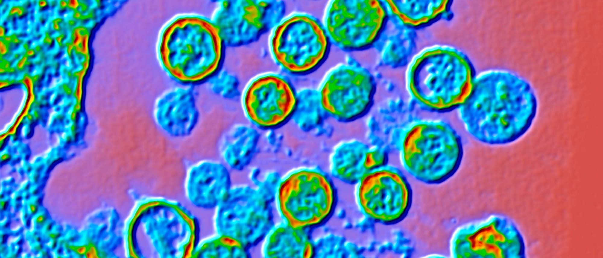 Ein fluoreszenzmikroskopisches Bild zeigt eine Ansammlung von runden Strukturen, die in verschiedenen Farben leuchten. Die Strukturen sind gleichm&auml;&szlig;ig verteilt und heben sich deutlich vom Hintergrund ab. Die Farben variieren von Blau &uuml;ber Gr&uuml;n bis Rot, was auf unterschiedliche Intensit&auml;ten oder Zusammensetzungen hinweisen k&ouml;nnte. Das Bild dient der Visualisierung mikroskopischer Details, die f&uuml;r wissenschaftliche Analysen relevant sind.