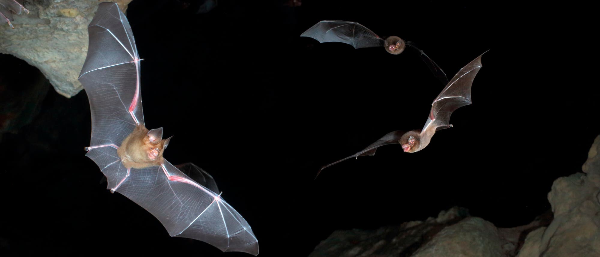 Mehrere Fledermäuse fliegen in einer dunklen Höhle. Die Flügel der Fledermäuse sind weit ausgebreitet, während sie durch die Luft gleiten. Die Höhlenwände sind im Hintergrund sichtbar. Mehrere Fledermäuse fliegen in einer dunklen Höhle. Die Flügel der Fledermäuse sind weit ausgebreitet, während sie durch die Luft gleiten. Die Höhlenwände sind im Hintergrund sichtbar.