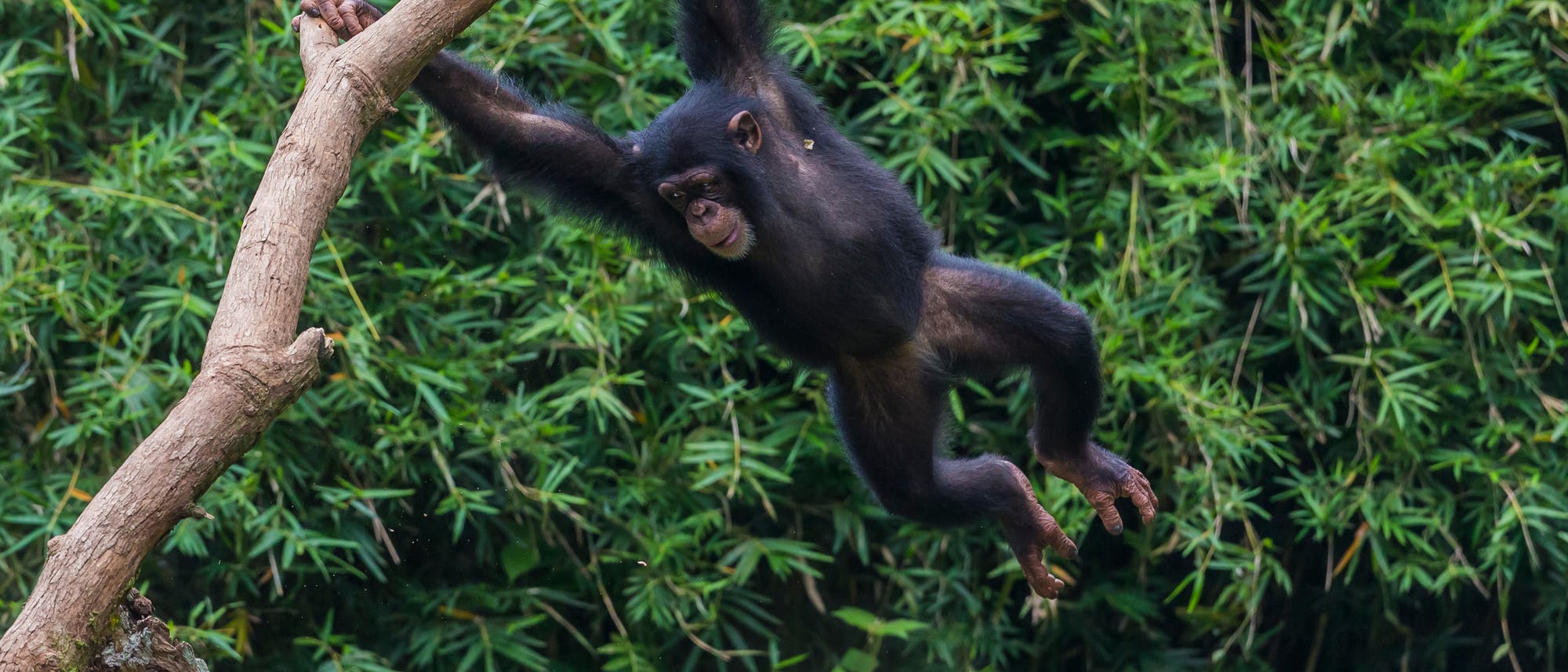 Ein Schimpanse schwingt sich an einem Ast durch einen dichten, grünen Dschungel. Der Hintergrund ist von üppigem Laubwerk geprägt. Der Schimpanse zeigt eine dynamische Bewegung mit ausgestreckten Armen und Beinen.