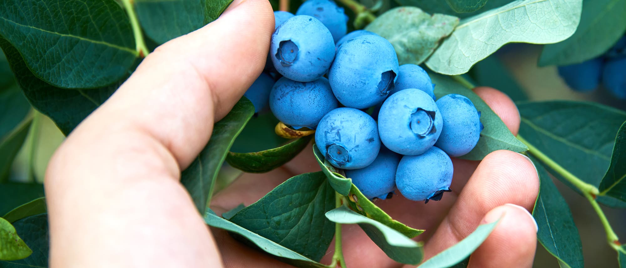 Eine Hand pflückt mehrere leuchtend blaue Heidelbeeren aus einem Busch