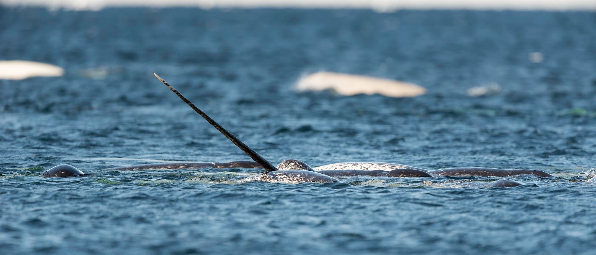 Eine Gruppe von Narwalen schwimmt im offenen Meer. Ein markanter langer Sto&szlig;zahn ragt aus dem Wasser, umgeben von mehreren Narwalen, die teilweise sichtbar sind. Die Wasseroberfl&auml;che ist leicht bewegt, und im Hintergrund ist ein verschwommener Horizont zu erkennen.