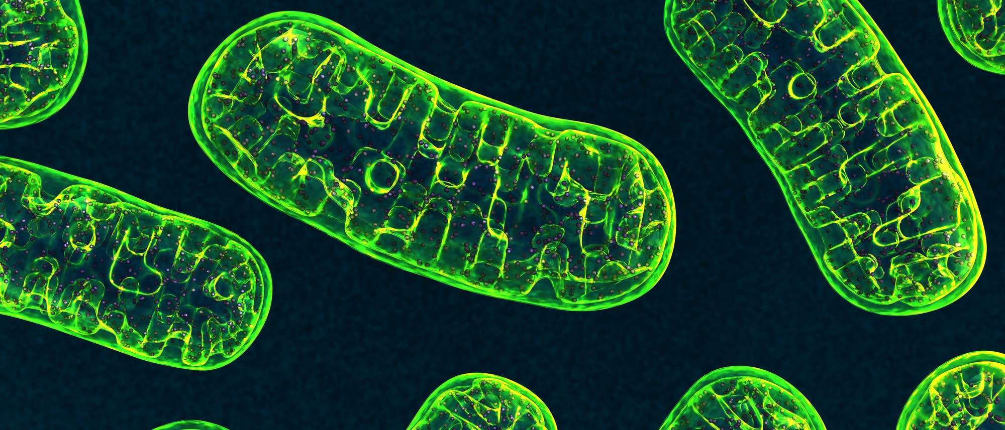 Grüne Mitochondrien vor dunklem Hintergrund