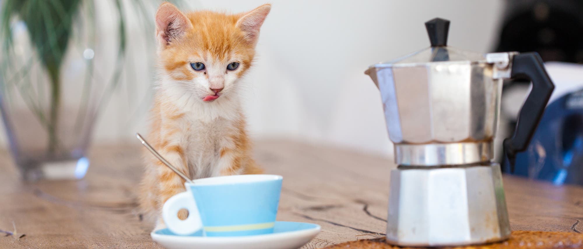Ein kleines, orange-weißes Kätzchen sitzt auf einem Holztisch neben einer blauen Tasse mit Untertasse und einem Löffel. Daneben steht eine silberne Espressokanne. Das Kätzchen leckt sich die Lippen, während es die Szene betrachtet. Im Hintergrund ist eine unscharfe Pflanze zu sehen.