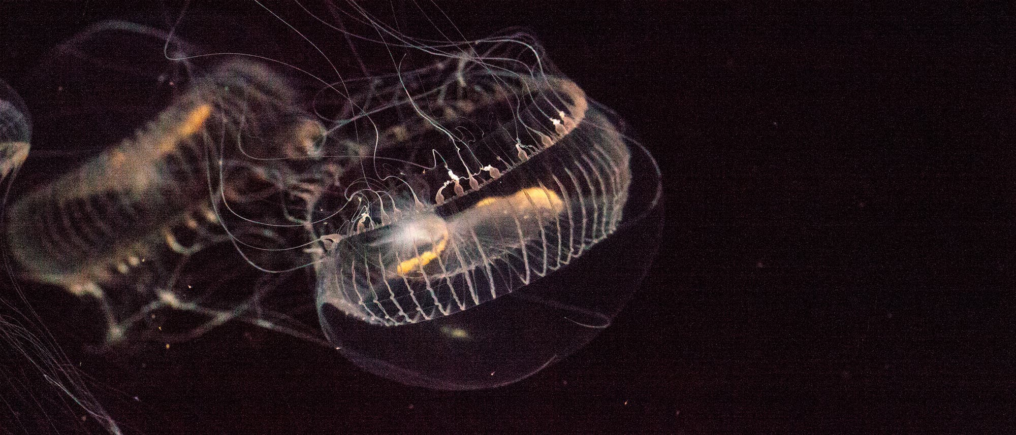 Eine durchscheinende Qualle schwebt in dunklem Wasser. Ihre zarten, leuchtenden Tentakel erstrecken sich in alle Richtungen, während ihr glockenförmiger Körper sanft leuchtet. Die Szene vermittelt ein Gefühl von Ruhe und Eleganz in der Unterwasserwelt.