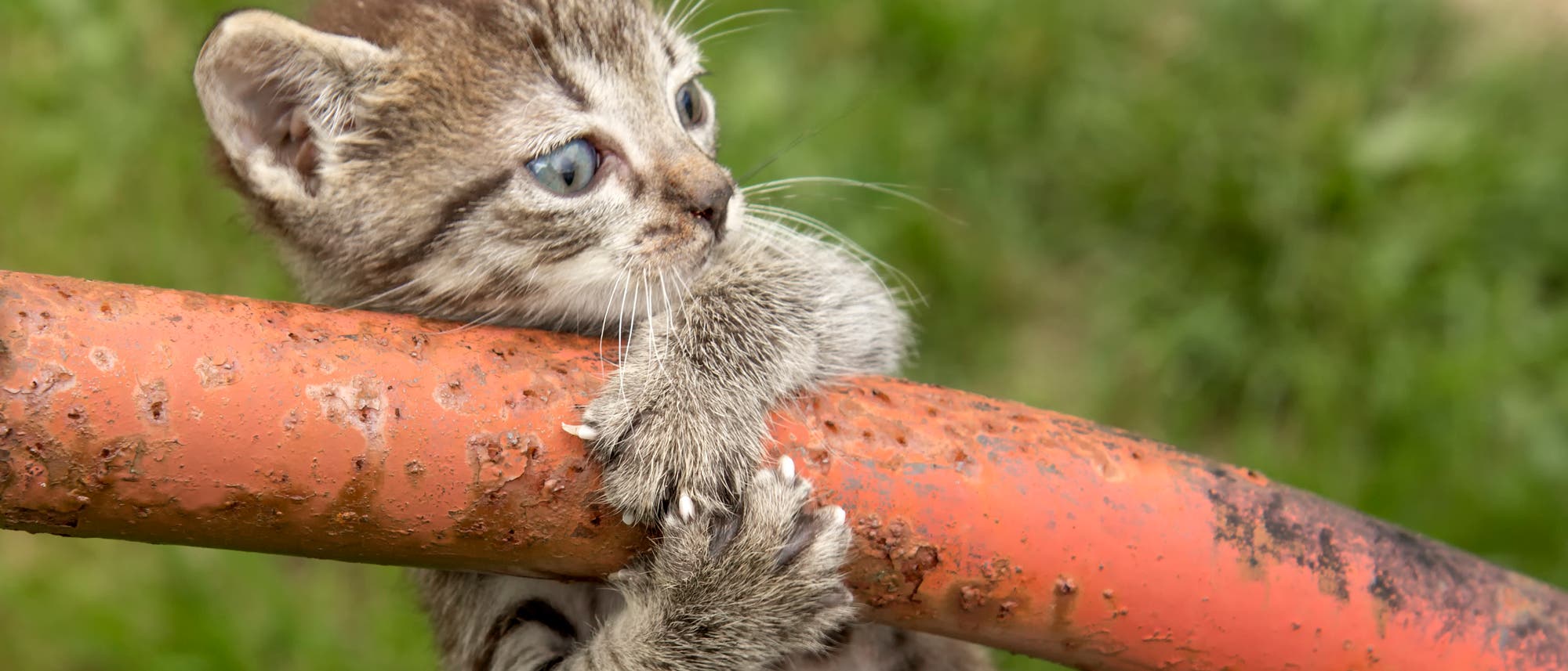 Ein kleines K&auml;tzchen mit gestreiftem Fell klammert sich an ein rostiges, orangefarbenes Metallrohr. Es schaut aufmerksam zur Seite, w&auml;hrend es im Freien auf einer gr&uuml;nen Wiese steht. 