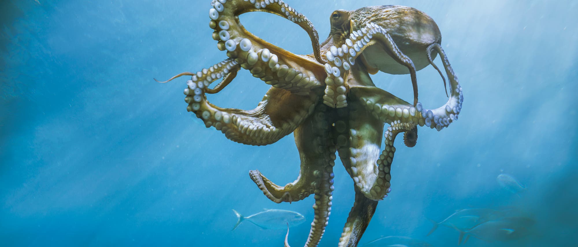 Ein Oktopus schwimmt in klarem, blauem Wasser. Die Tentakel sind weit ausgebreitet und zeigen die Saugnäpfe. Sonnenstrahlen durchdringen das Wasser, und im Hintergrund sind schemenhaft einige Fische zu erkennen. Die Szene vermittelt ein Gefühl von Ruhe und natürlicher Schönheit. Ein Oktopus schwimmt in klarem, blauem Wasser. Die Tentakel sind weit ausgebreitet und zeigen die Saugnäpfe. Sonnenstrahlen durchdringen das Wasser, und im Hintergrund sind schemenhaft einige Fische zu erkennen. Die Szene vermittelt ein Gefühl von Ruhe und natürlicher Schönheit.