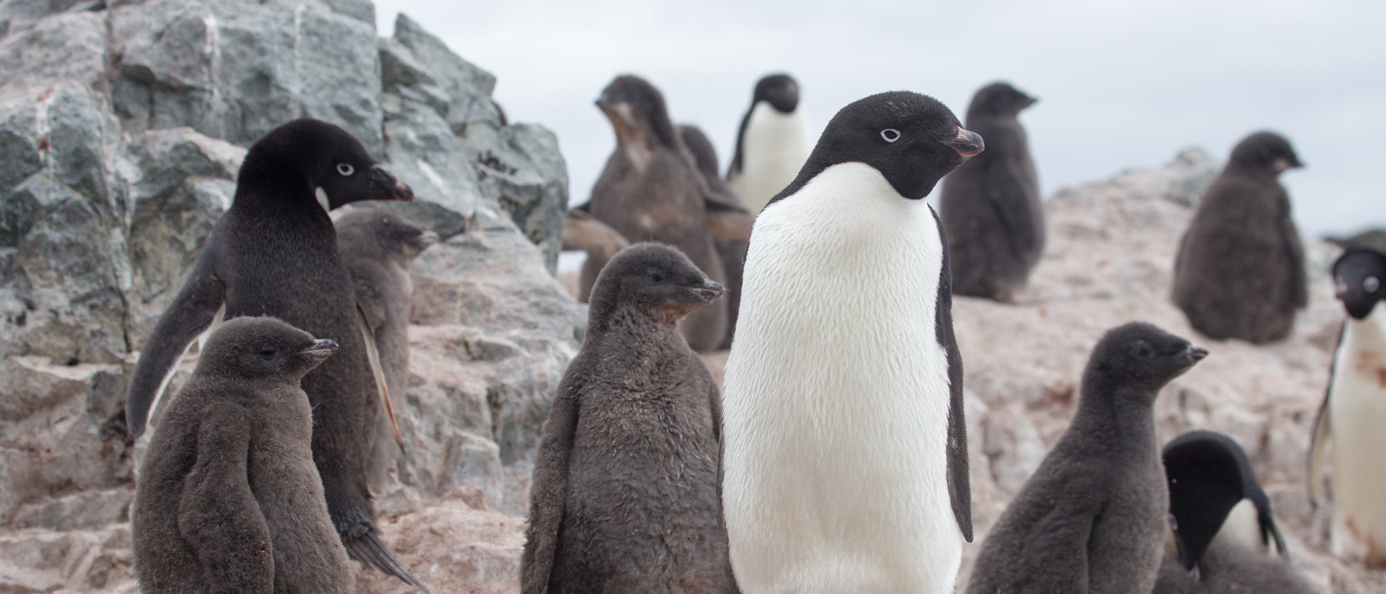 Eine Gruppe von Adeliepinguinen steht auf felsigem Gel&auml;nde. Im Vordergrund sind mehrere flauschige K&uuml;ken und ein ausgewachsener Pinguin mit schwarzem Kopf und wei&szlig;em Bauch zu sehen. Im Hintergrund sind weitere Pinguine auf den Felsen verteilt. Der Himmel ist bew&ouml;lkt.