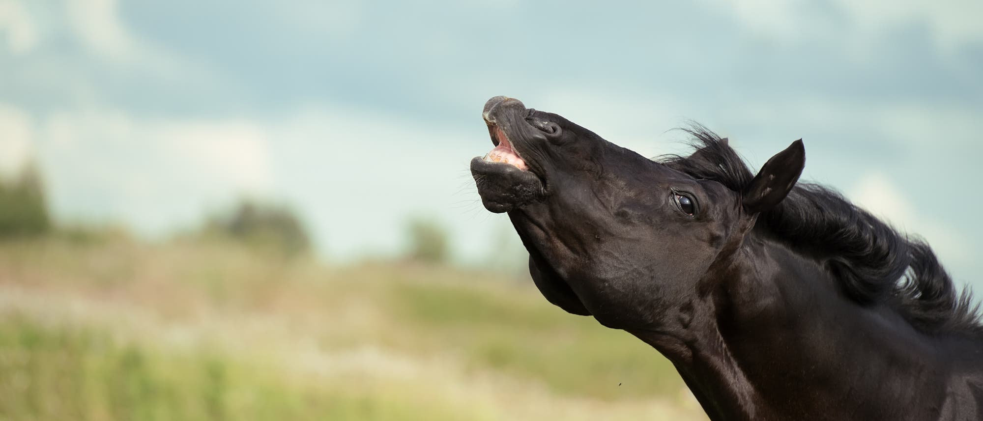 Ein schwarzes Pferd mit ge&ouml;ffnetem Maul steht auf einer Wiese. Der Himmel ist bew&ouml;lkt, und im Hintergrund sind unscharfe gr&uuml;ne Pflanzen zu sehen. Das Pferd scheint in Bewegung zu sein, mit nach hinten geworfener M&auml;hne.