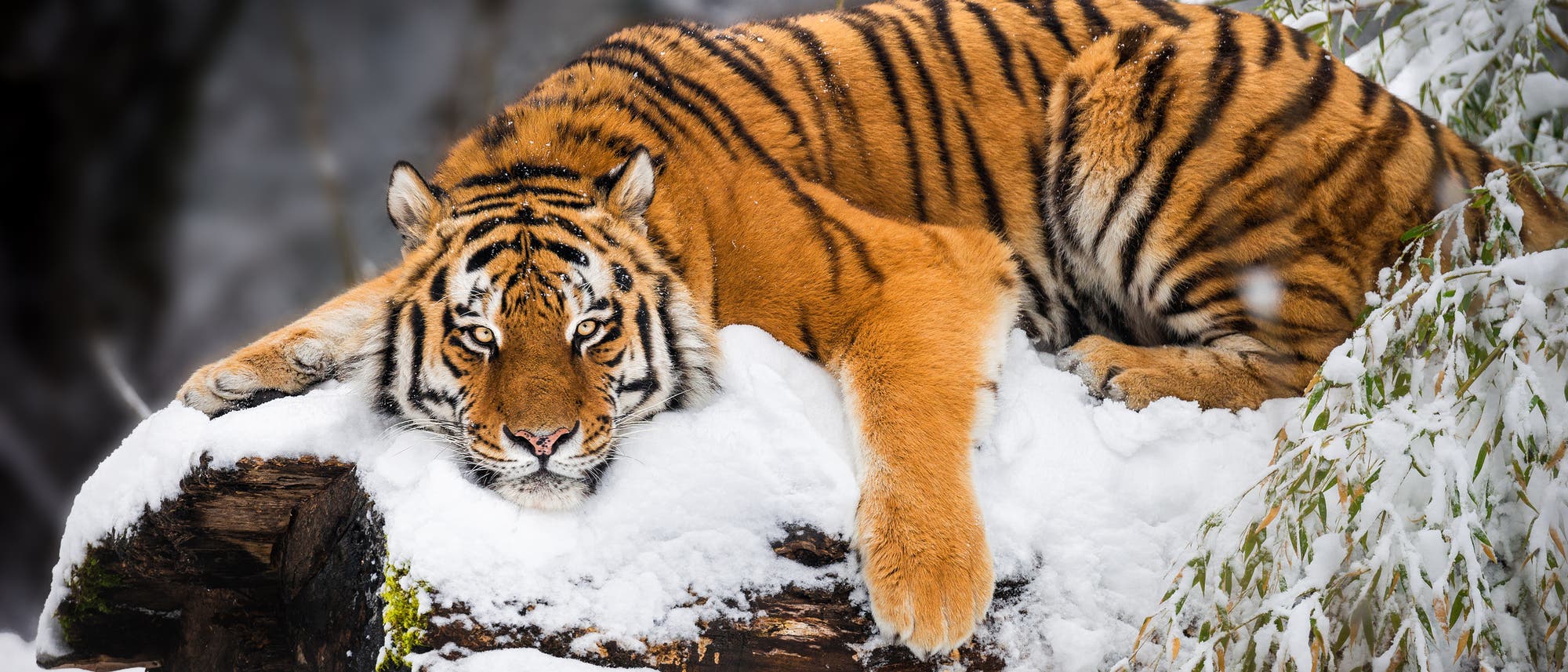 Ein Tiger liegt entspannt auf einem schneebedeckten Baumstamm in einer winterlichen Landschaft. Der Tiger schaut direkt in die Kamera. Ein Tiger liegt entspannt auf einem schneebedeckten Baumstamm in einer winterlichen Landschaft. Der Tiger schaut direkt in die Kamera.
