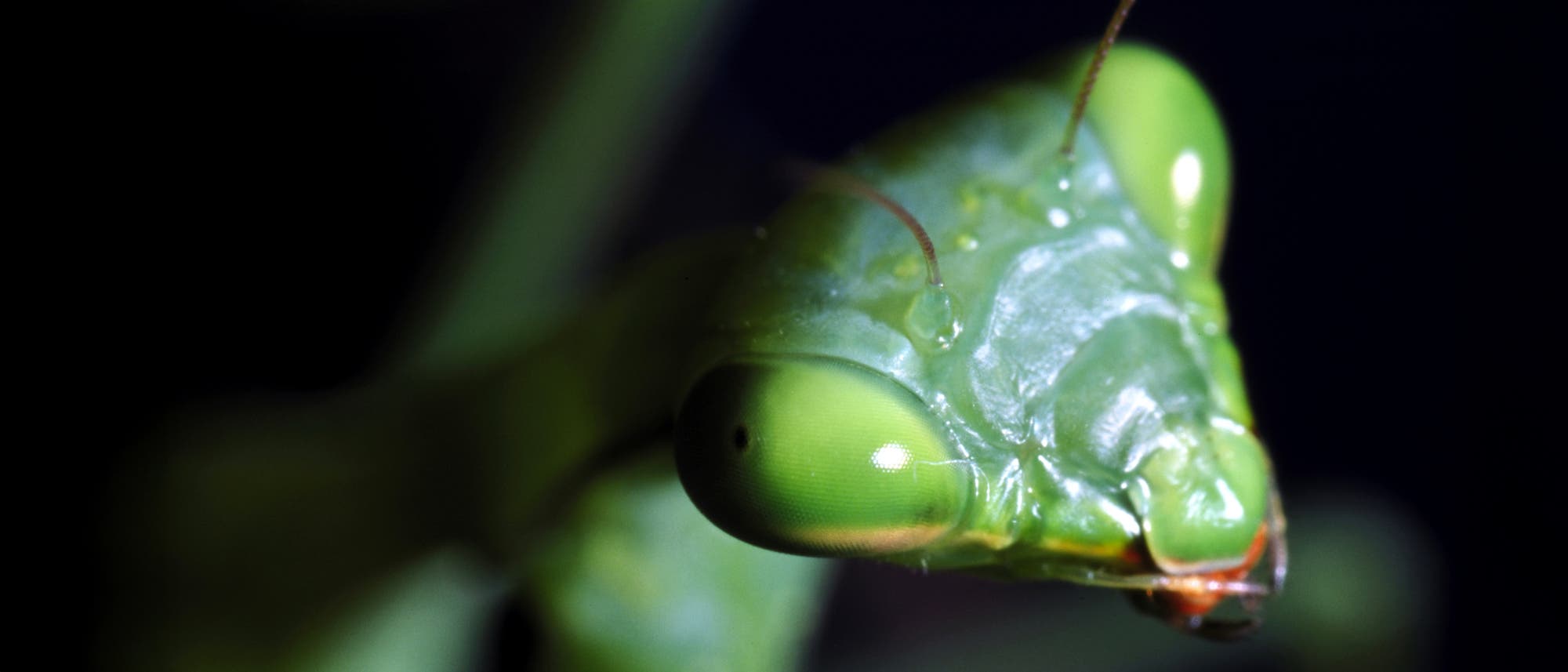 Nahaufnahme eines grünen Insekts, vermutlich eine Gottesanbeterin, mit großen, hervorstehenden Augen und feinen Antennen. Der Hintergrund ist dunkel, wodurch das Insekt im Vordergrund hervorgehoben wird. Die Details der Kopfstruktur und die leuchtend grüne Farbe sind deutlich sichtbar.