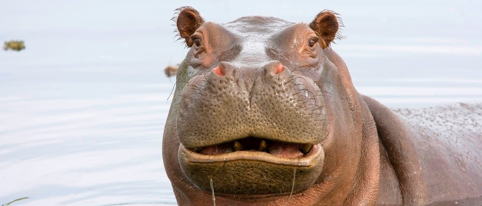 Ein auf den ersten Blick freundliches Flusspferd blickt direkt in die Kamera. Der mächtige Körper ist zur Hälfte im Wasser, der Kopf ragt völlig daraus hervor, das Maul ist leicht geöffnet.