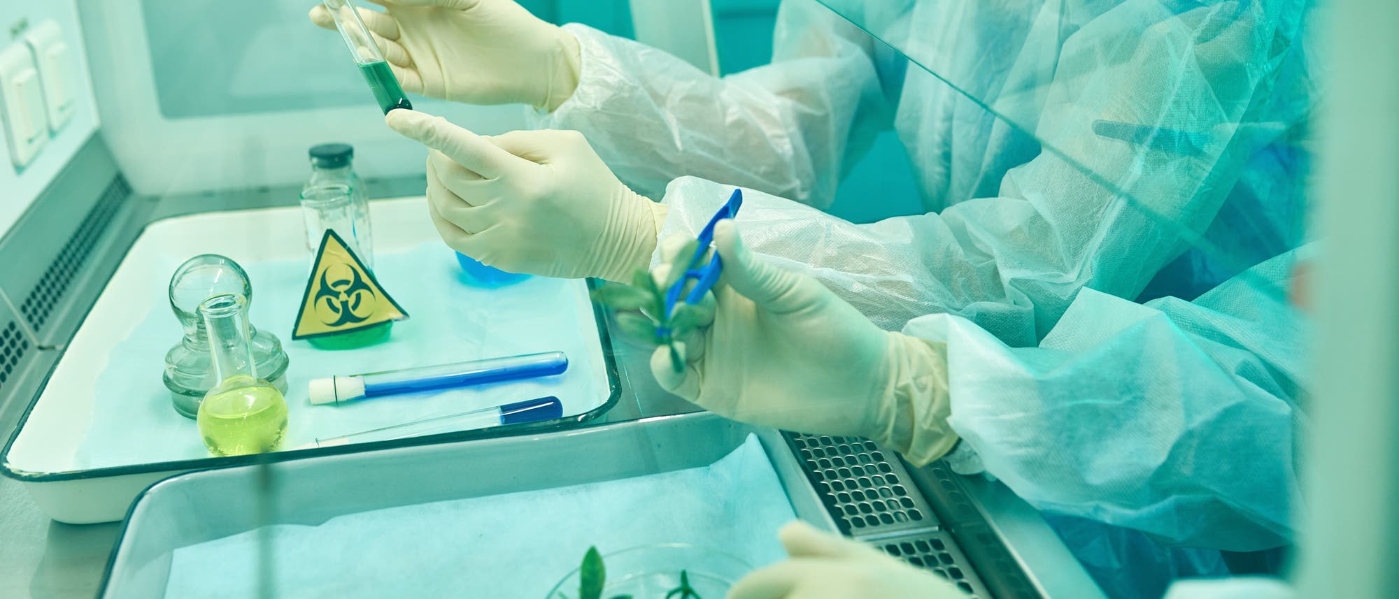 In einem Labor arbeiten zwei Personen in Schutzkleidung an einem Experiment. Eine Person h&auml;lt ein Reagenzglas mit gr&uuml;ner Fl&uuml;ssigkeit, w&auml;hrend die andere mit einer Pinzette Pflanzenproben in einer Petrischale bearbeitet. Auf dem Tisch befinden sich weitere Laborutensilien, darunter ein Becherglas mit gelber Fl&uuml;ssigkeit und ein Warnschild f&uuml;r biologische Gefahren. Die Szene findet in einer sterilen Umgebung statt.