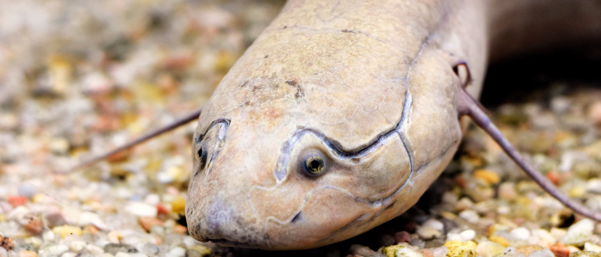 Der Südamerikanische Lungenfisch von vorne