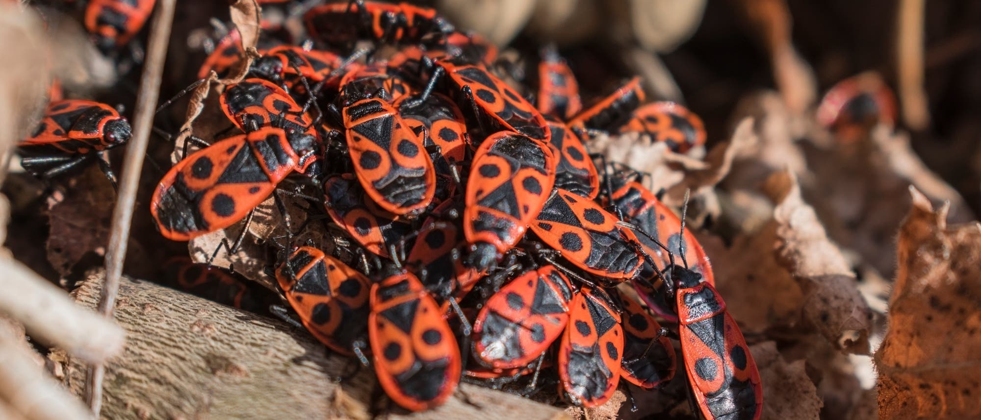 Zahlreiche rot-schwarze Feuerwanzen klettern übereinander und bilden eine Haufen. Ihre Flügel sind rot mit jeweils einem zentralen schwarzen Punkt. Sie sitzen auf Holzresten und braunen Blättern.