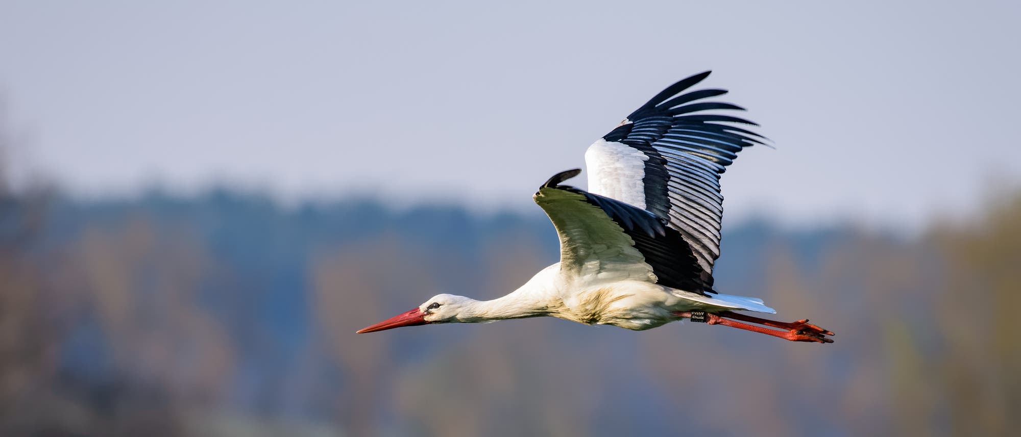 Fliegender Storch