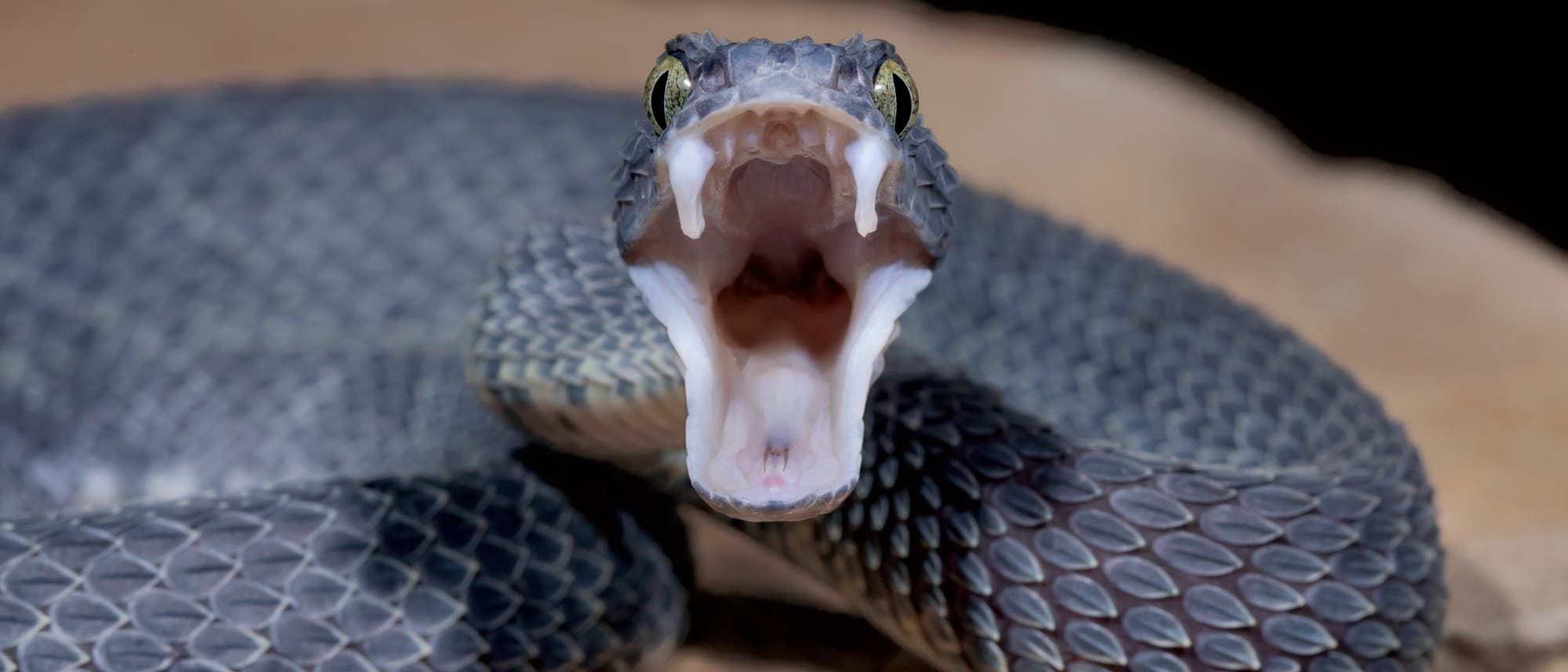 Eine Schlange mit geöffnetem Maul zeigt ihre Zähne. Die Schuppen der Schlange sind deutlich sichtbar und haben ein dunkles Muster. Der Hintergrund ist unscharf, was den Fokus auf die Schlange lenkt.