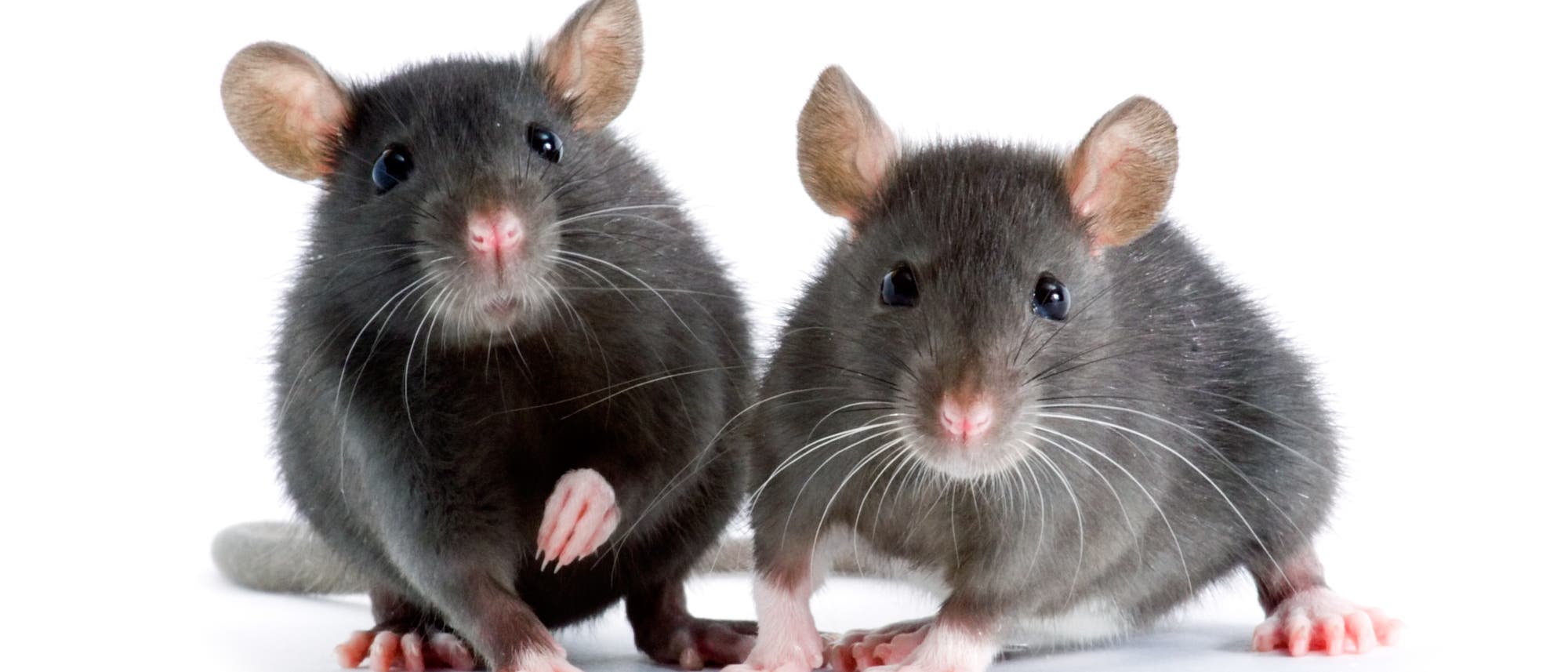 Zwei graue Ratten sitzen vor weißem Hintergrund nebeneinander und schauen in die Kamera. Zwei graue Ratten sitzen vor weißem Hintergrund nebeneinander und schauen in die Kamera.