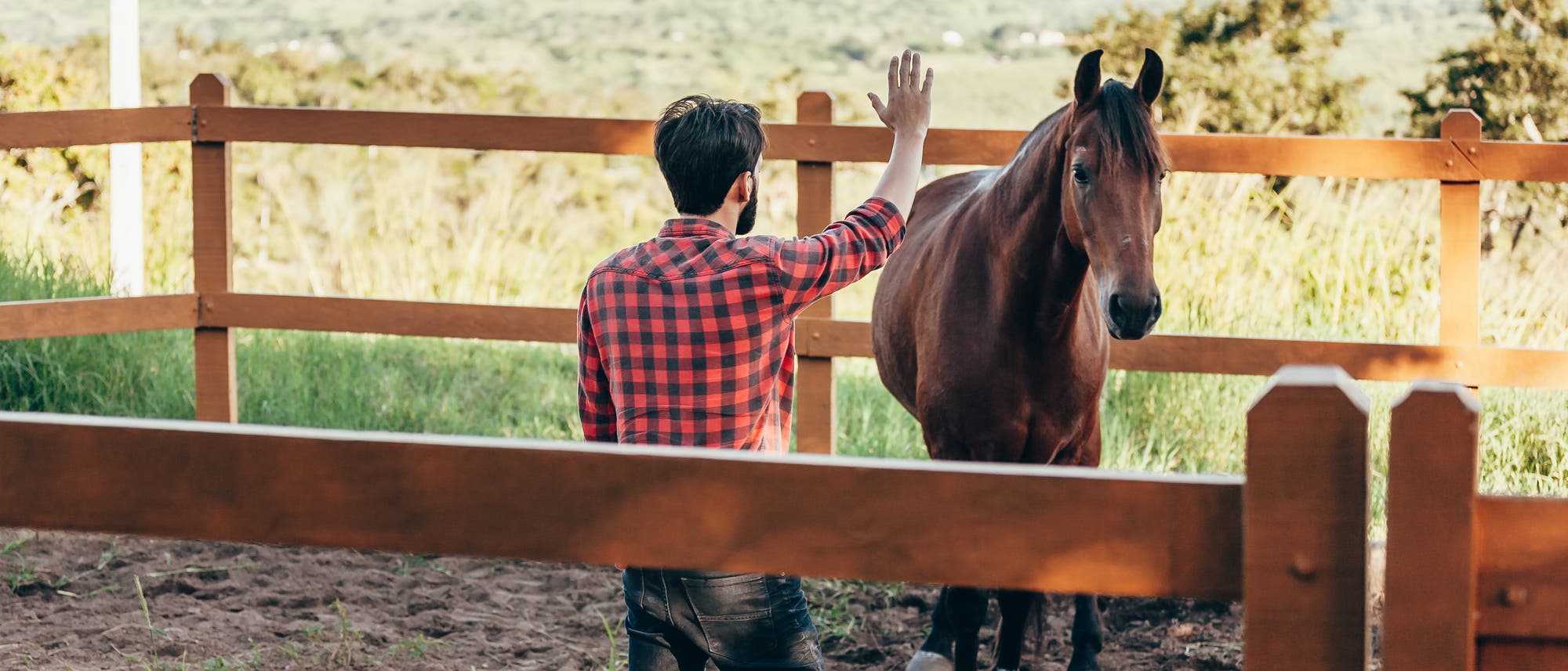 Eine Person in einem rot karierten Hemd steht in einem eingezäunten Bereich und hebt die Hand zu einem braunen Pferd. Im Hintergrund ist eine grüne Landschaft mit Hügeln zu sehen. Eine Person in einem rot karierten Hemd steht in einem eingezäunten Bereich und hebt die Hand zu einem braunen Pferd. Im Hintergrund ist eine grüne Landschaft mit Hügeln zu sehen.