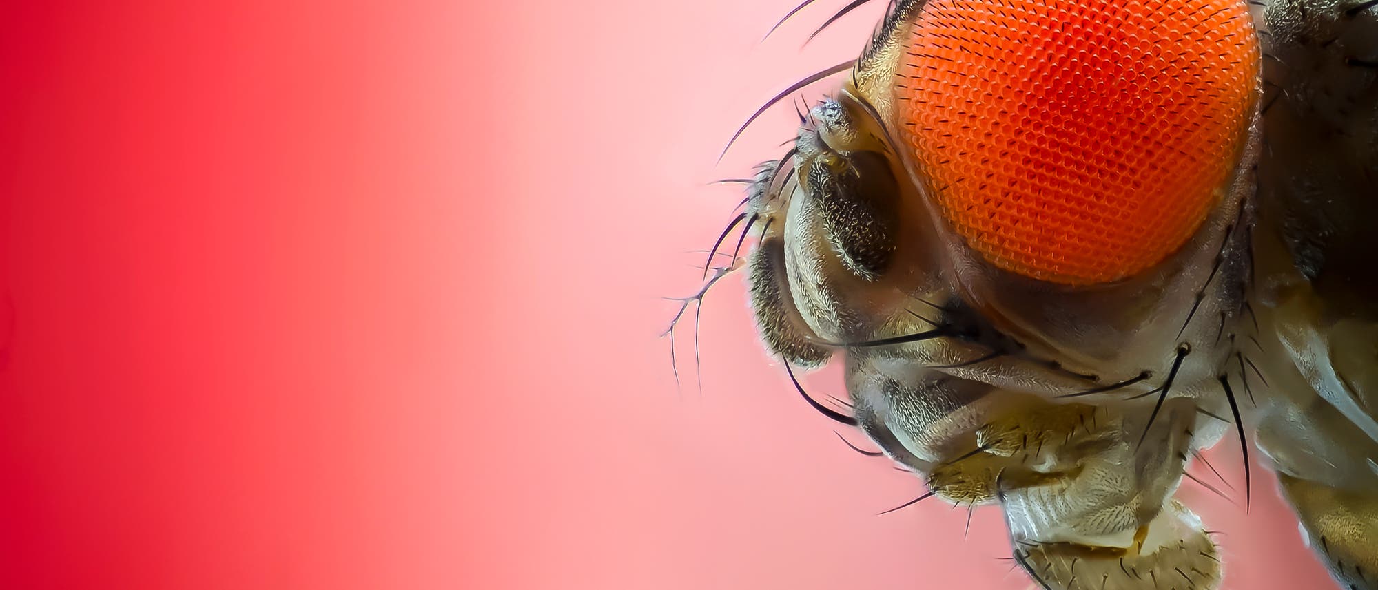 Nahaufnahme des Kopfes einer Taufliege vor einem roten Hintergrund. Das Bild zeigt detailliert die großen, roten Facettenaugen und die feinen Härchen auf dem Kopf der Fliege. Nahaufnahme des Kopfes einer Taufliege vor einem roten Hintergrund. Das Bild zeigt detailliert die großen, roten Facettenaugen und die feinen Härchen auf dem Kopf der Fliege.