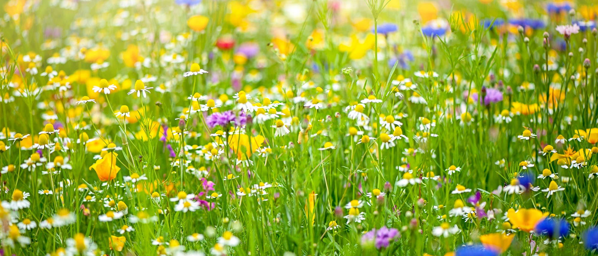 Eine blühende Wiese voller bunter Wildblumen, darunter gelbe, weiße, violette und blaue Blüten. Die Blumen sind dicht aneinander gewachsen und erstrecken sich bis zum Horizont, was ein Gefühl von Fülle und Lebendigkeit vermittelt. Im Hintergrund verschwimmen die Farben sanft, was eine ruhige und friedliche Atmosphäre schafft. Eine blühende Wiese voller bunter Wildblumen, darunter gelbe, weiße, violette und blaue Blüten. Die Blumen sind dicht aneinander gewachsen und erstrecken sich bis zum Horizont, was ein Gefühl von Fülle und Lebendigkeit vermittelt. Im Hintergrund verschwimmen die Farben sanft, was eine ruhige und friedliche Atmosphäre schafft.