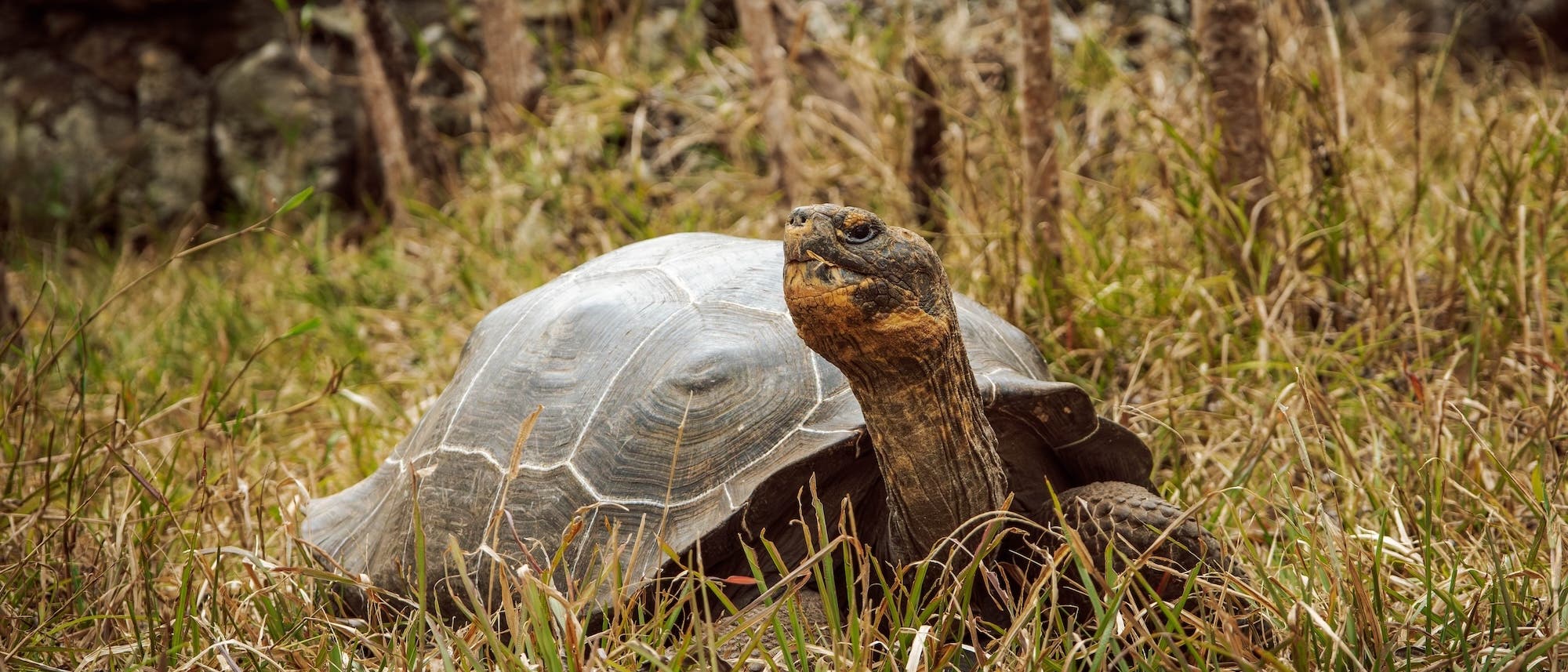 Eine gro&szlig;e Schildkr&ouml;te kriecht durch trockenes Gras in einer nat&uuml;rlichen Umgebung. Der Panzer ist deutlich sichtbar, und der Kopf der Schildkr&ouml;te ist erhoben, als ob sie sich umsieht. Im Hintergrund sind unscharfe Felsen und Pflanzen zu erkennen.