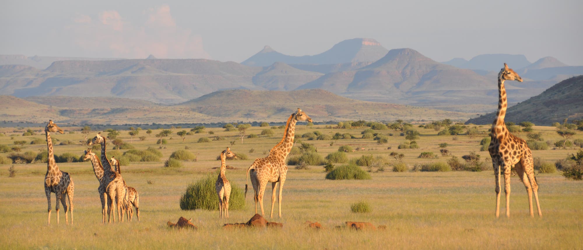 Giraffen in einer Savannenlandschaft