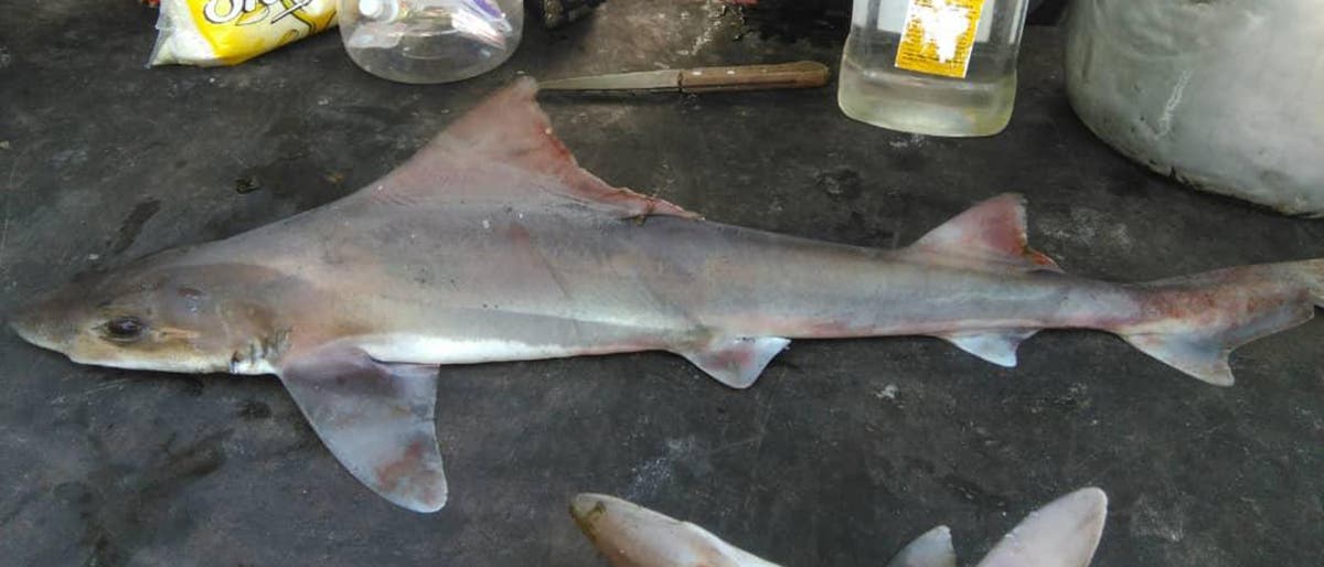 Ein toter Hai liegt auf einer dunklen Oberfläche. Der Körper des Hais ist vollständig sichtbar, mit deutlich erkennbaren Flossen und Schwanz. Die Haut des Hais hat eine graue Färbung mit einigen bräunlichen und rötlichen Schattierungen. Der Kopf des Hais zeigt ein Auge und einen Teil des Mauls. Die Umgebung ist unscharf und zeigt keine weiteren Objekte oder Details. Ein toter Hai liegt auf einer dunklen Oberfläche. Der Körper des Hais ist vollständig sichtbar, mit deutlich erkennbaren Flossen und Schwanz. Die Haut des Hais hat eine graue Färbung mit einigen bräunlichen und rötlichen Schattierungen. Der Kopf des Hais zeigt ein Auge und einen Teil des Mauls. Die Umgebung ist unscharf und zeigt keine weiteren Objekte oder Details.