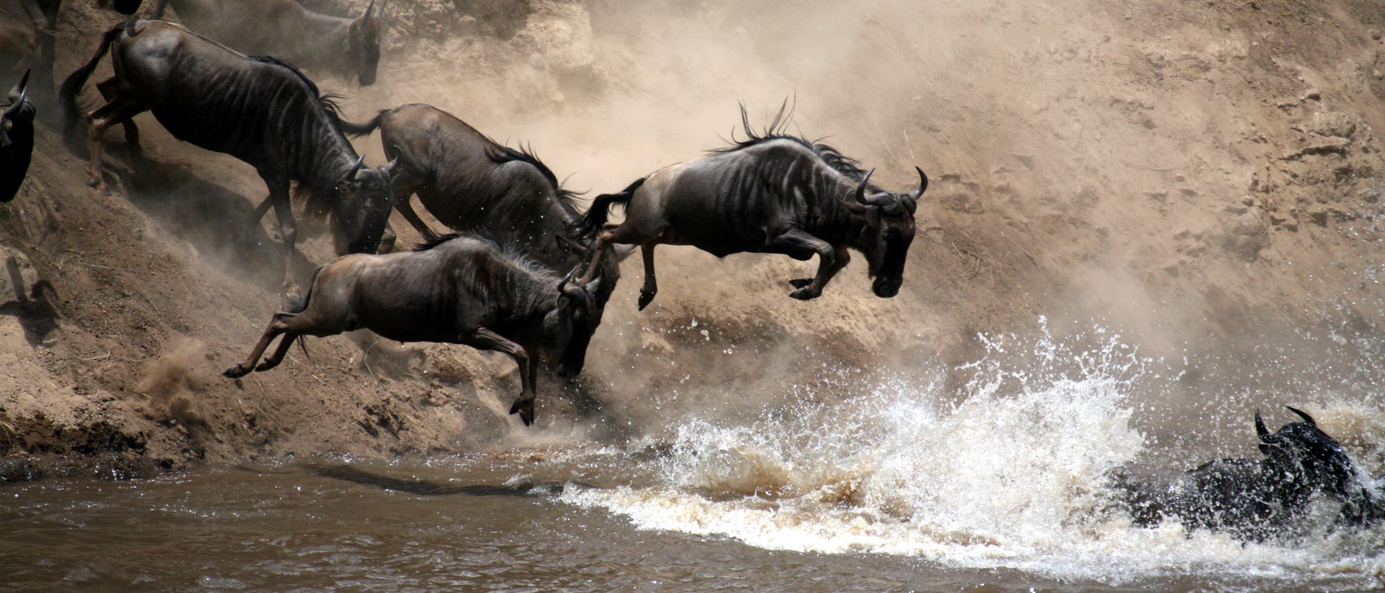Gnus überqueren den Mara-Fluss in der Serengeti