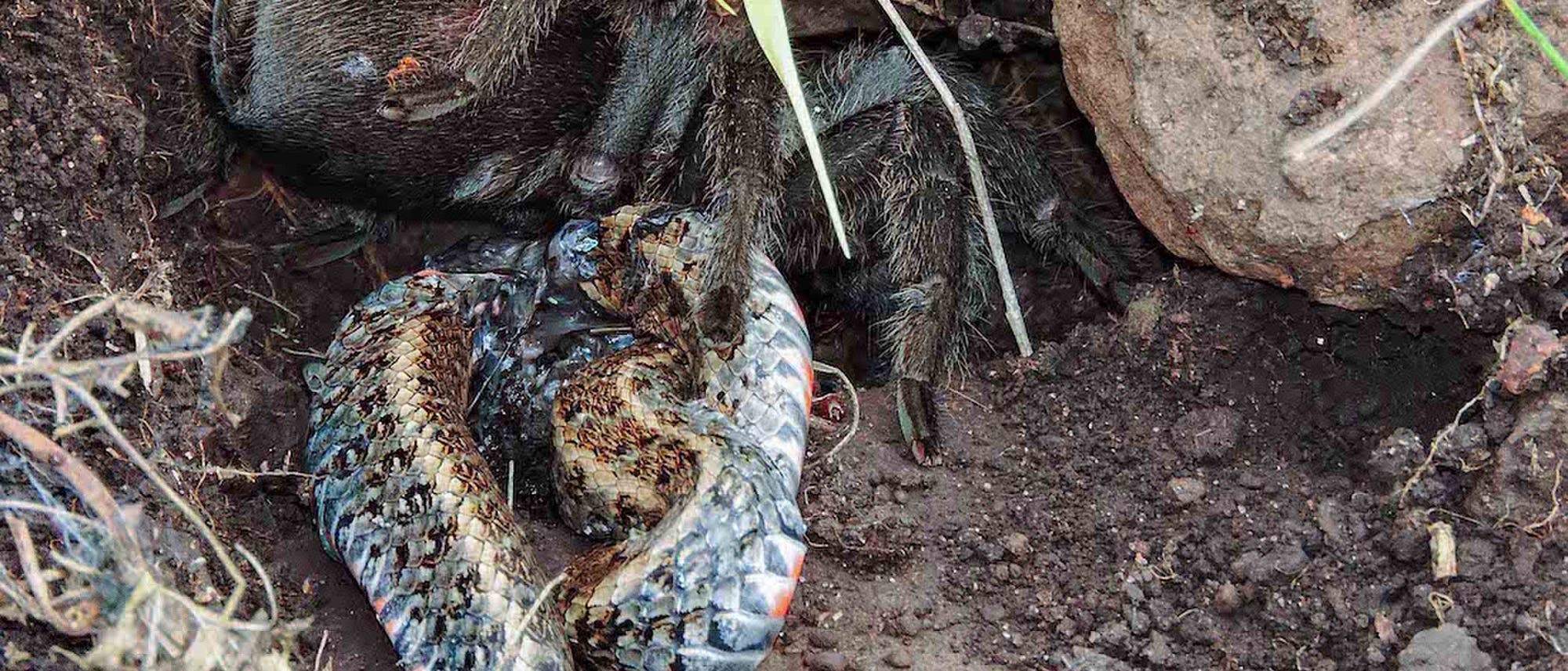 Vogelspinne frisst Schlange in Brasilien