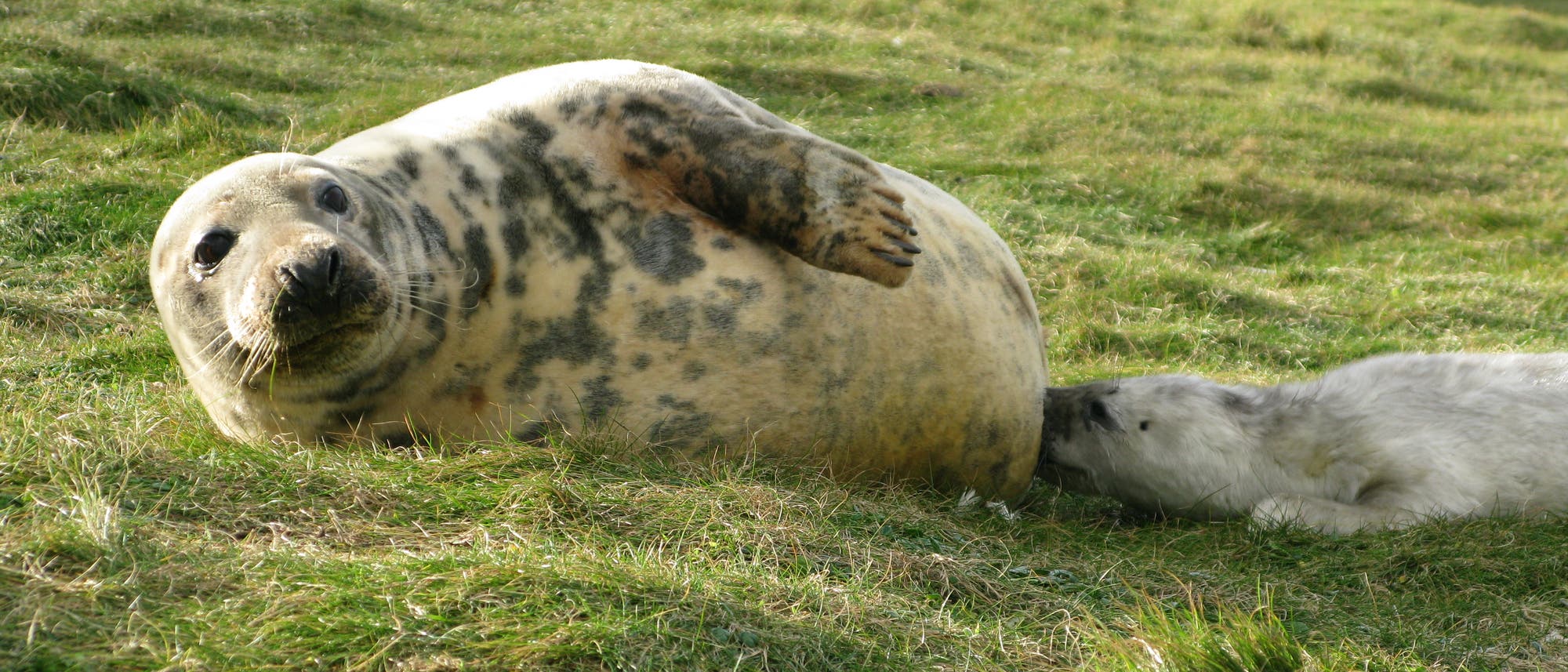 Eine Robbe liegt auf einer grünen Wiese und schaut in die Kamera. Neben ihr liegt ein Jungtier, das an der Seite der Robbe trinkt. Die Szene spielt in einer natürlichen Umgebung mit Gras und einigen Felsen im Hintergrund.