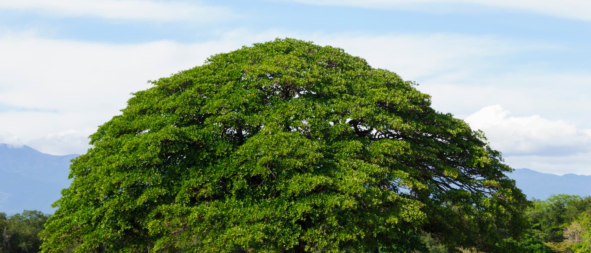 Ein einsamer Baum steht in Guanacaste, Costa Rica