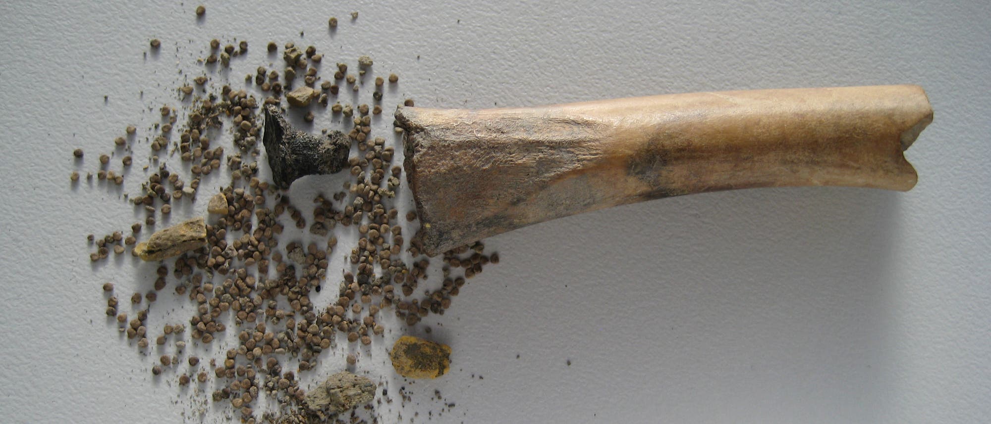 Behälter aus Knochen mit hunderten Samen des Schwarzen Bilsenkrauts.