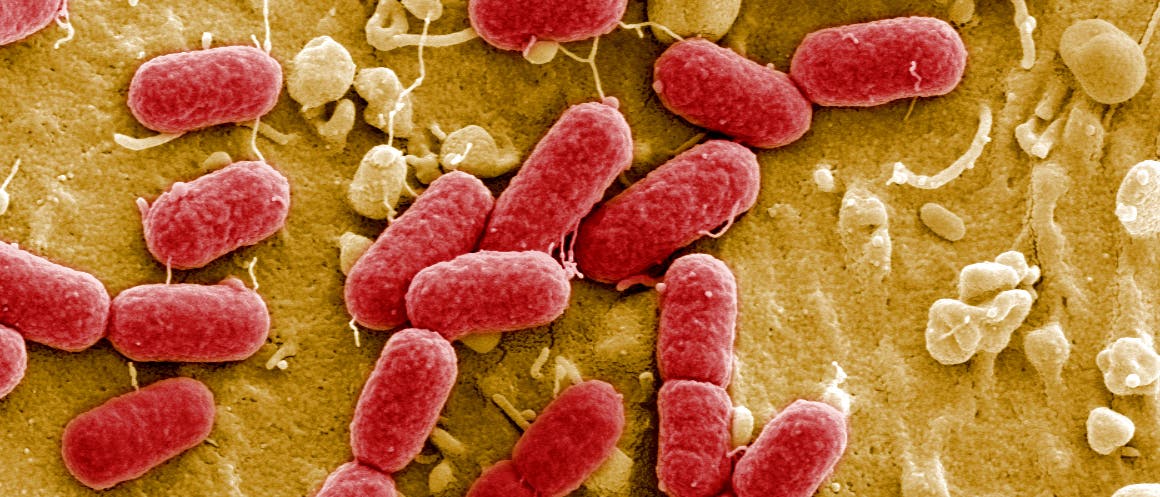 Ehec-Bakterien im Darm