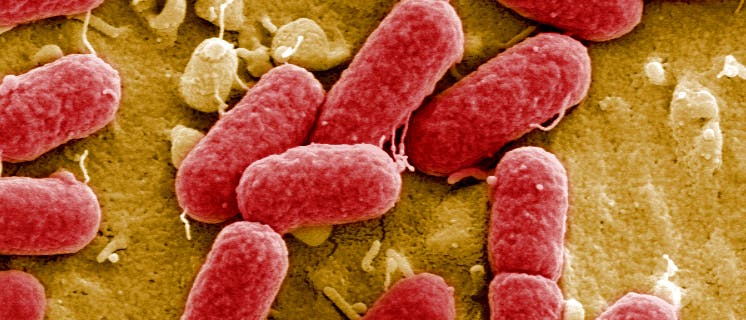 EHEC-Bakterien im Darm