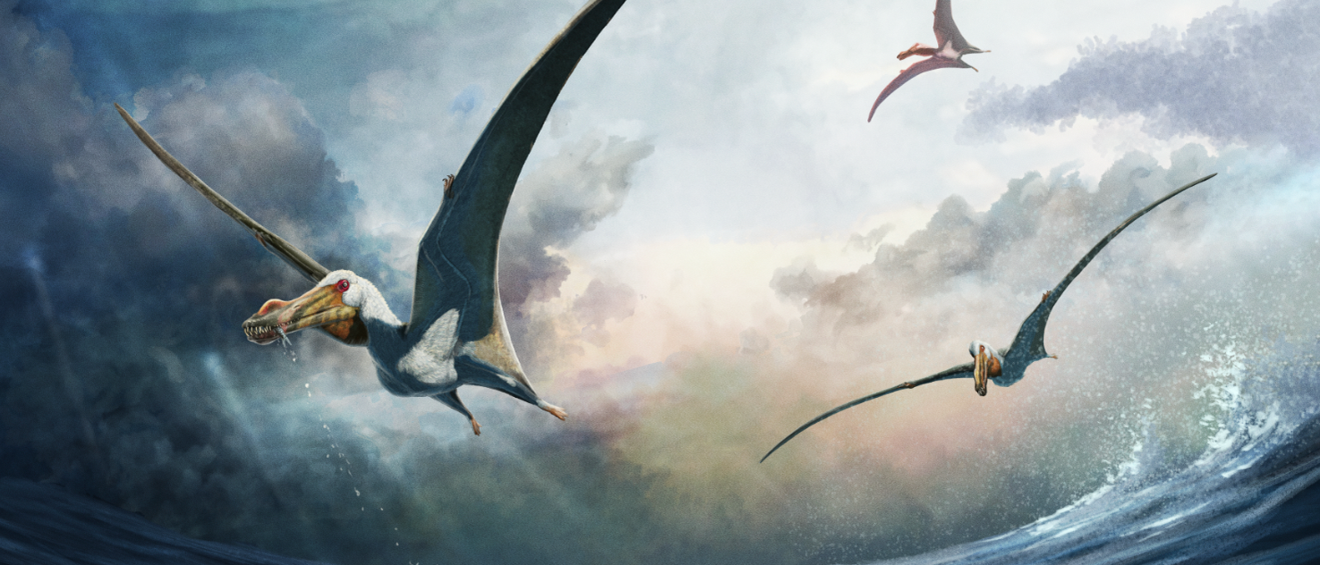 In dieser Illustration fliegen drei Pterosaurier über das offene Meer, der Himmel ist wolkenverhangen. Das vordere, größte Exemplar hat einen gelben Schnabel, eine rote Augenpartie, einen weißen Kopf und der Rest des Körpers wirkt grau. Womöglich hat er Beute im Schnabel.