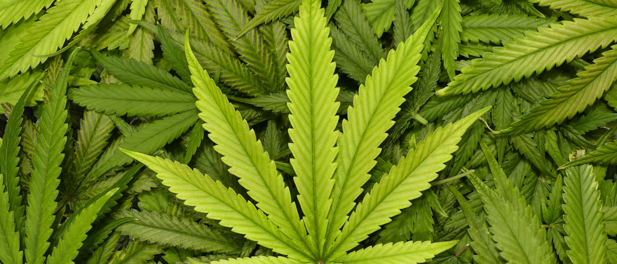 Hanfpflanze liefert den Rohstoff für Marihuana