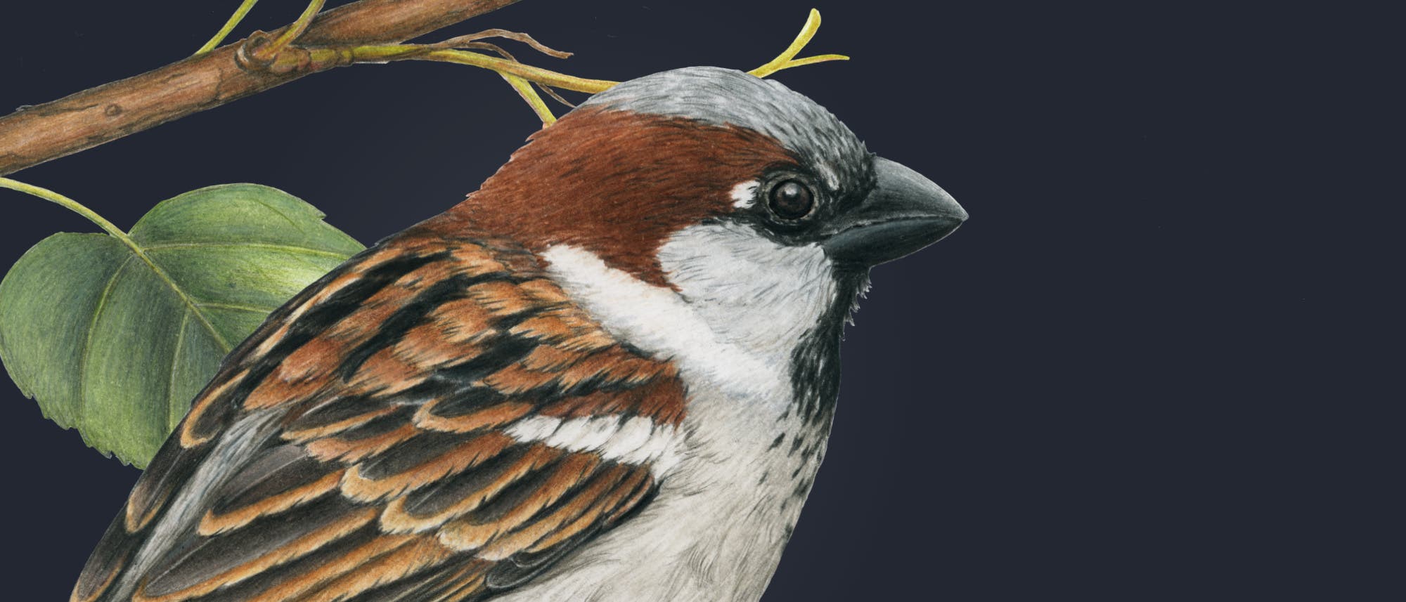 Eine detaillierte Illustration eines Vogels, der auf einem Ast sitzt. Der Vogel hat ein braunes Gefieder mit schwarzen und weißen Streifen auf den Flügeln und einen grauen Kopf. Ein grünes Blatt ist neben dem Vogel sichtbar. Die Darstellung betont die natürlichen Farben und Muster des Vogels.