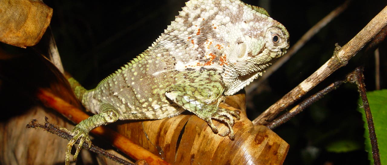 Ein Leguan sitzt auf einem Ast im dichten Dschungel. Das Tier hat eine auff&auml;llige, schuppige Haut mit gr&uuml;nen und wei&szlig;en Mustern. Der Hintergrund ist dunkel, was die nat&uuml;rliche Umgebung des Waldes andeutet. Das Reptil ist aufmerksam und scheint sich an die Umgebung anzupassen.