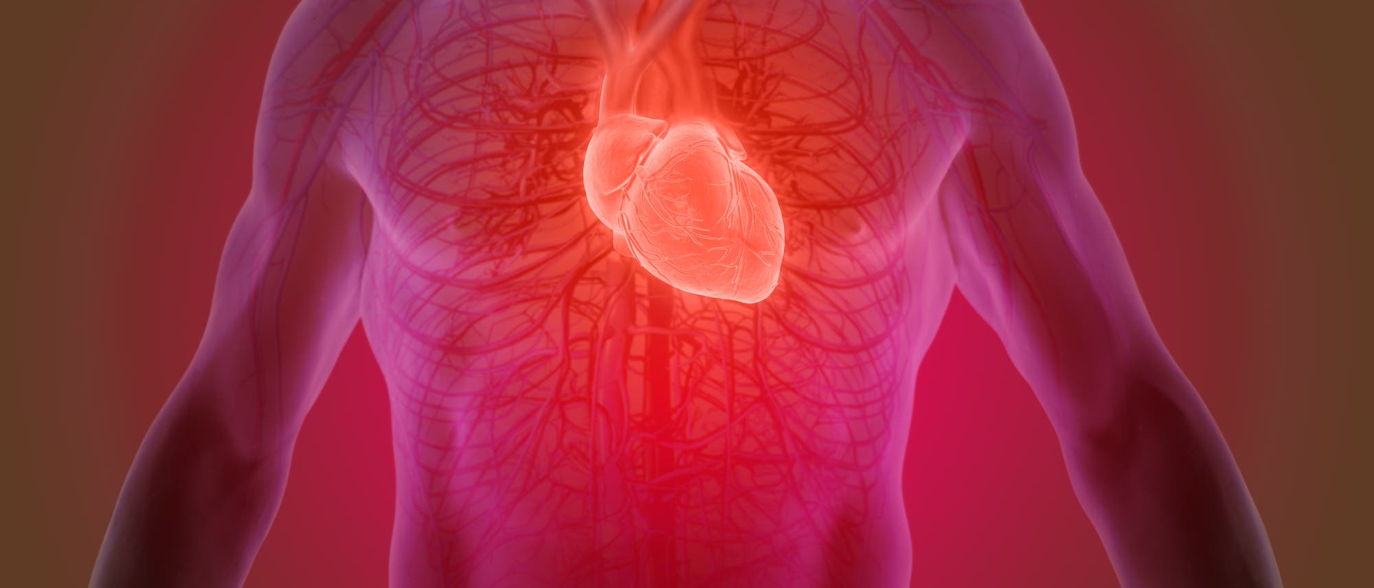 Eine grafische Darstellung des Herzens und des Blutkreislaufes. Eine grafische Darstellung des Herzens und des Blutkreislaufes.