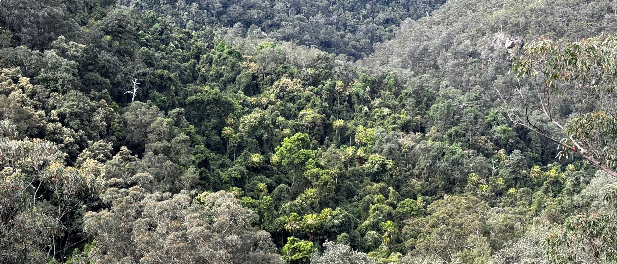 Eine dichte Waldlandschaft mit üppigem, grünem Laub, das sich über sanfte Hügel erstreckt. Die Vegetation variiert in Grüntönen, was auf unterschiedliche Baumarten hinweist. Im Hintergrund sind steile Felswände zu erkennen, die den Wald umrahmen. Die Szene vermittelt ein Gefühl von Ruhe und natürlicher Schönheit. Eine dichte Waldlandschaft mit üppigem, grünem Laub, das sich über sanfte Hügel erstreckt. Die Vegetation variiert in Grüntönen, was auf unterschiedliche Baumarten hinweist. Im Hintergrund sind steile Felswände zu erkennen, die den Wald umrahmen. Die Szene vermittelt ein Gefühl von Ruhe und natürlicher Schönheit.