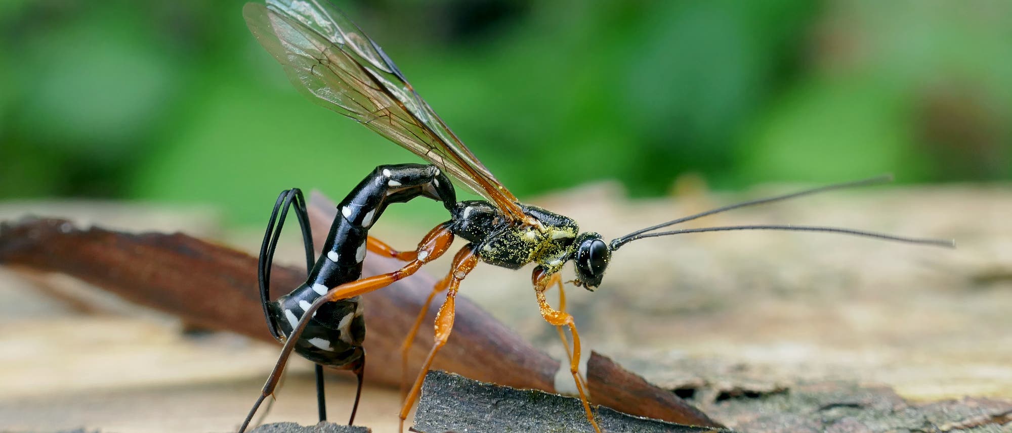 Eine schwarz-gelbe Schlupfwespe mit langen Antennen und durchsichtigen Flügeln sitzt auf einem Stück Holz, umgeben von braunen Blättern. Der Hintergrund ist unscharf und zeigt grüne Vegetation. Die Wespe ist in einer seitlichen Ansicht dargestellt, wodurch ihre schlanke Körperform und die langen Beine gut sichtbar sind. Eine schwarz-gelbe Schlupfwespe mit langen Antennen und durchsichtigen Flügeln sitzt auf einem Stück Holz, umgeben von braunen Blättern. Der Hintergrund ist unscharf und zeigt grüne Vegetation. Die Wespe ist in einer seitlichen Ansicht dargestellt, wodurch ihre schlanke Körperform und die langen Beine gut sichtbar sind.