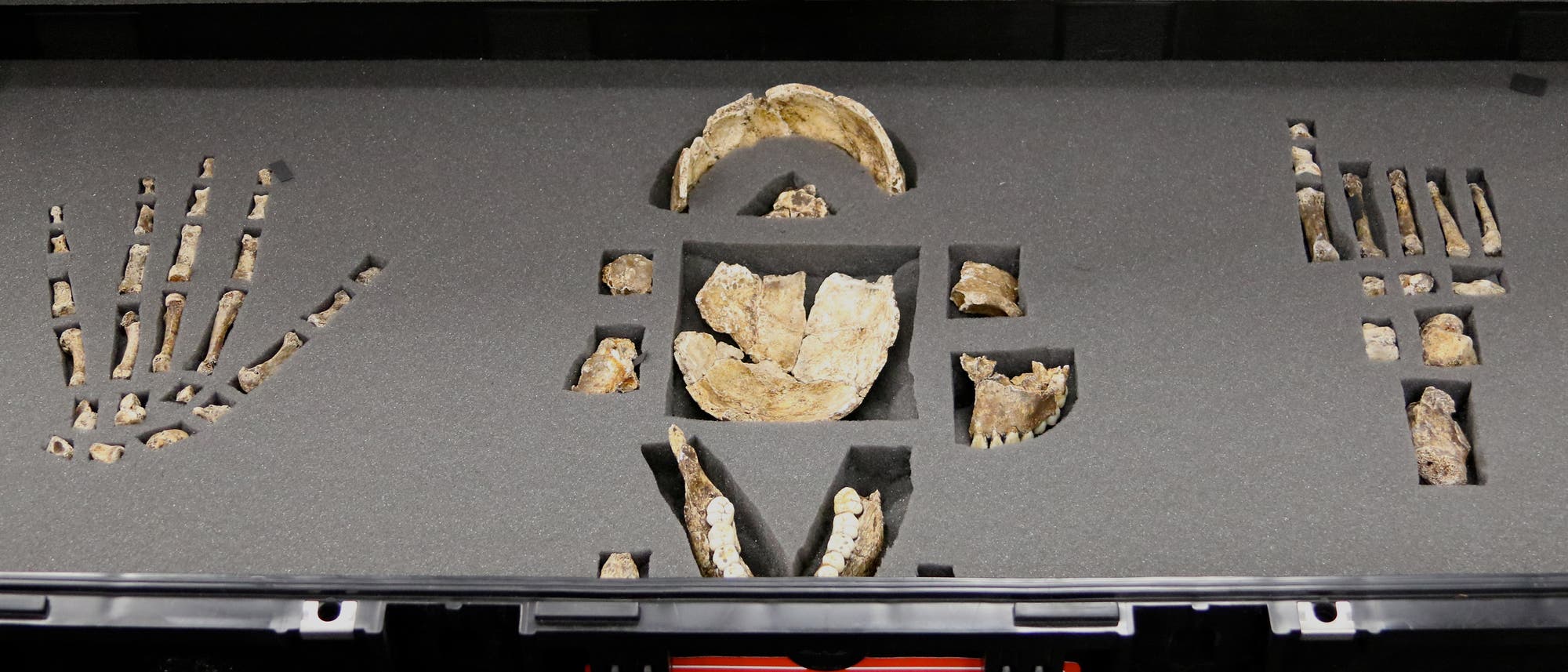 Hand-, Schädel- und Fußknochen von Homo naledi sind Teil einer umfangreichen Sammlung von Fossilien, die aus der Rising Star Höhle in Südafrika geborgen wurden.