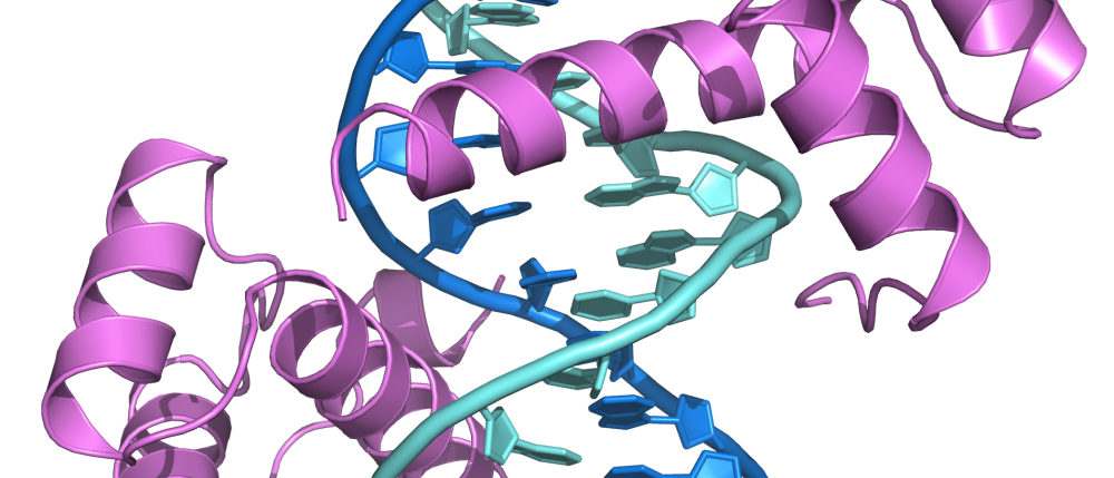 Transkriptionsfaktor mit DNA-Doppelhelix