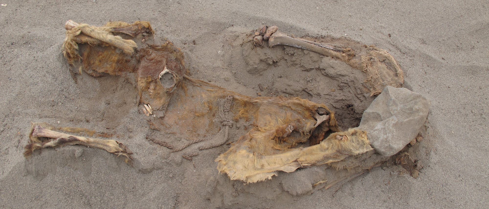 Überreste eines Lamas in Huanchaquito-Las Llamas, Peru.