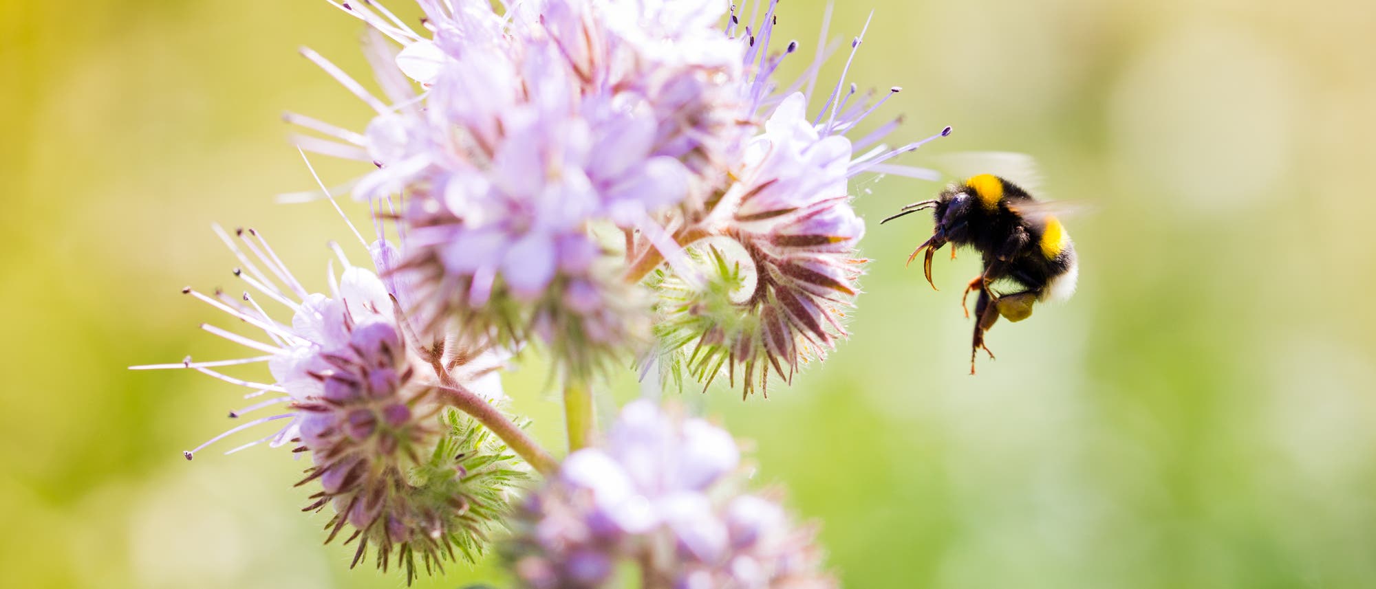 Hummeln zählen zur Gattung der Echten Bienen. Sie sind ausgezeichnete Bestäuber, da sie durch ihre lange Zunge gut in tiefe Blüten gelangen. Wie vielen anderen Insekten macht auch ihnen die Zerstörung ihres Lebensraums zu schaffen. 16 Arten gelten in Deutschland als bedroht.