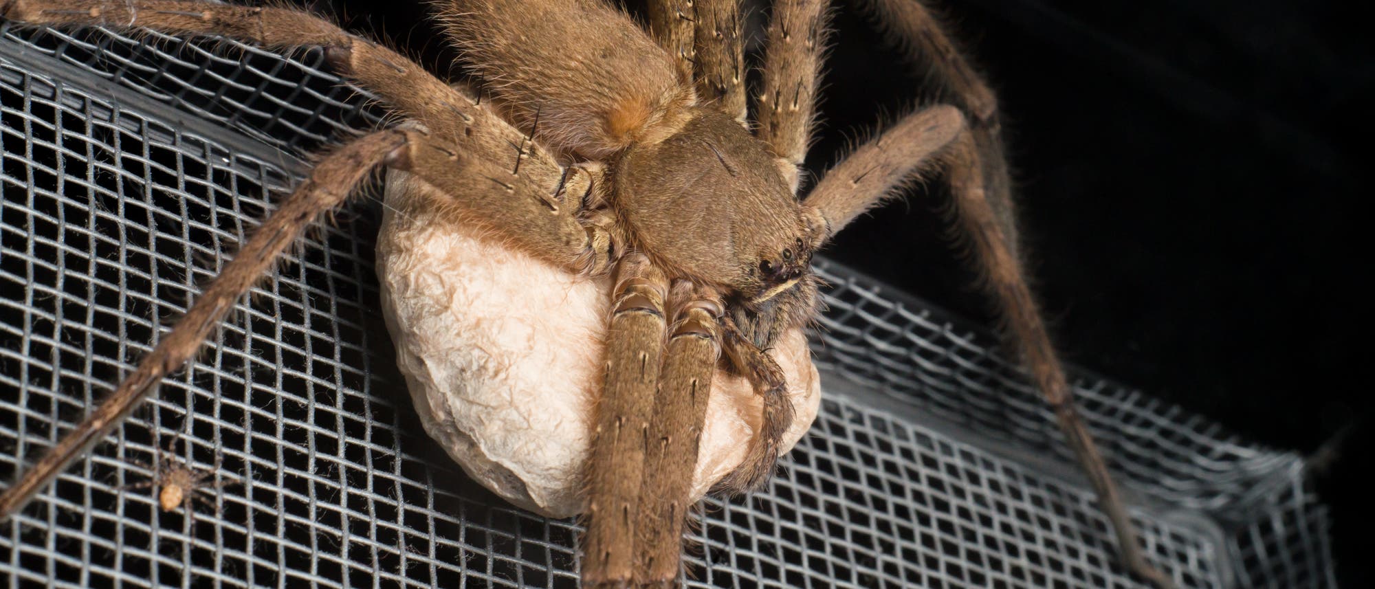 Riesenkrabbenspinnen leben unter anderem in Australien und können sehr groß werden