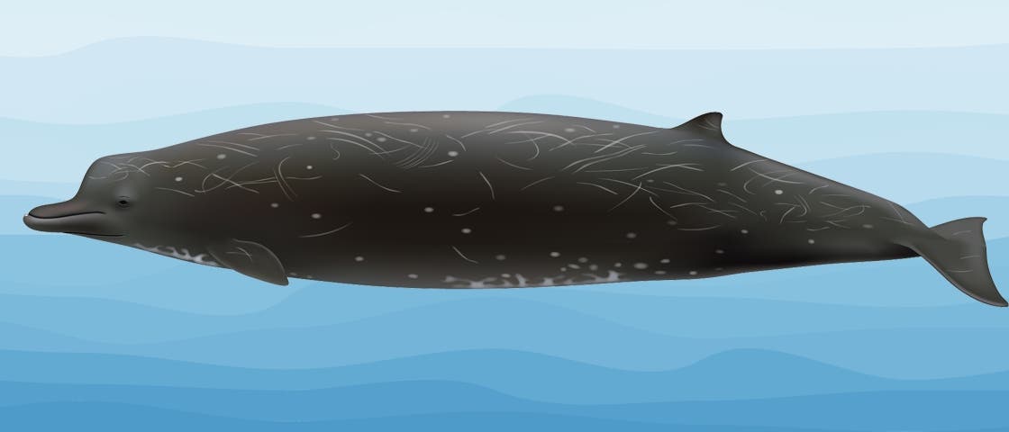 Neue Schnabelwalart, die japanische Walfänger als Rabenwal bezeichnen 
