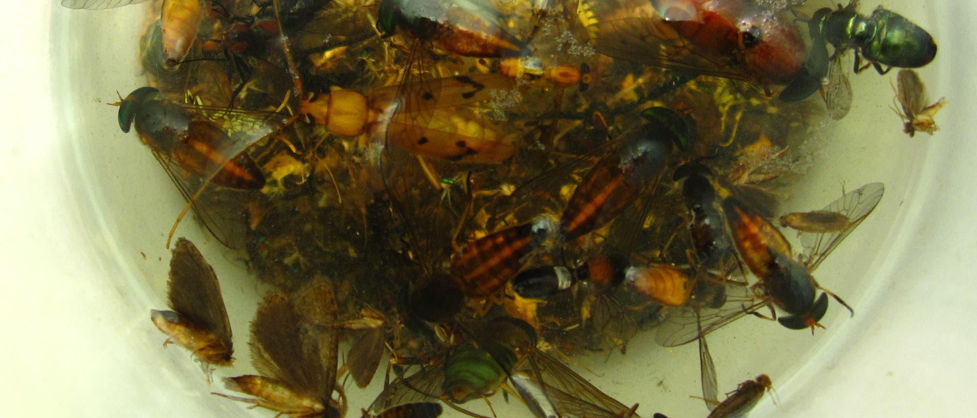 Tote Insekten, darunter Fliegen und K&auml;fer, schwimmen in einer Fl&uuml;ssigkeit in einem wei&szlig;en Beh&auml;lter. Die Insekten haben verschiedene Gr&ouml;&szlig;en und Farben, bei einigen sieht man Fl&uuml;gel. Die Szene zeigt eine wissenschaftliche Untersuchung oder Sammlung von Insektenproben.